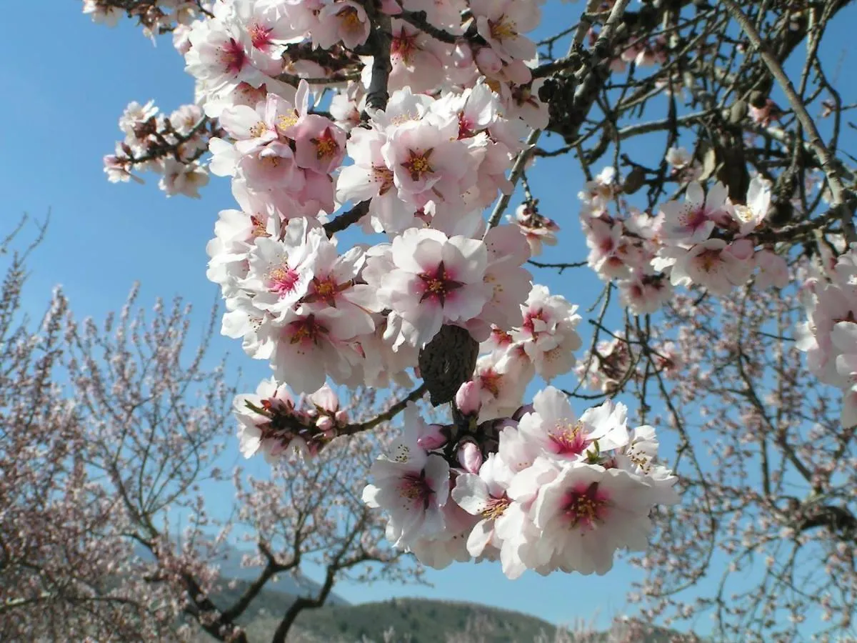 דירות Vélez Blanco Cortijo Blanco